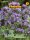 Phacelia PG5