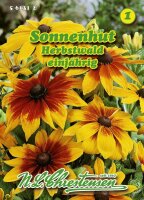 Rudbeckia Herbstwald PG1