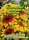 Rudbeckia Herbstwald PG1