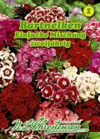 Dianthus barb. einf. Mg. PG1