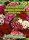 Dianthus barb. einf. Mg. PG1