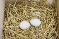 Nesteier 2er aus Ton für Hühner für Hobbyfarming