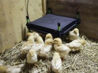 Wärmeplatte CosyHeat 30x30cm integr. Thermostat 24 V für Hobbyfarming