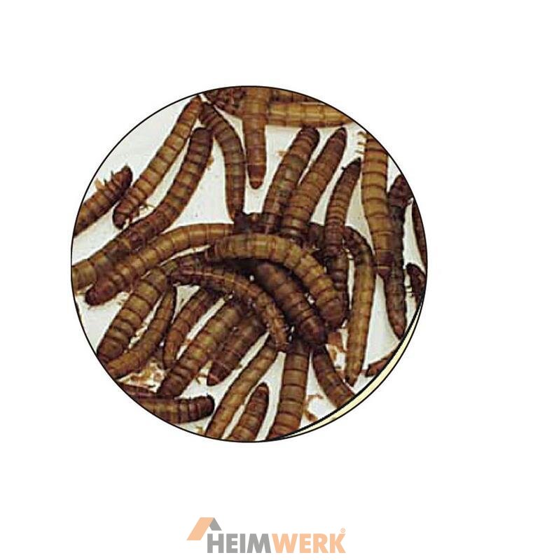 Exo Terra Gekochte Mehlwürmer - Nährstoffreiches Reptilienfutter In Der Dose