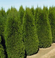 Blaue Scheinzypresse 80-100cm 5 Liter T.Cham.Columnaris ES21