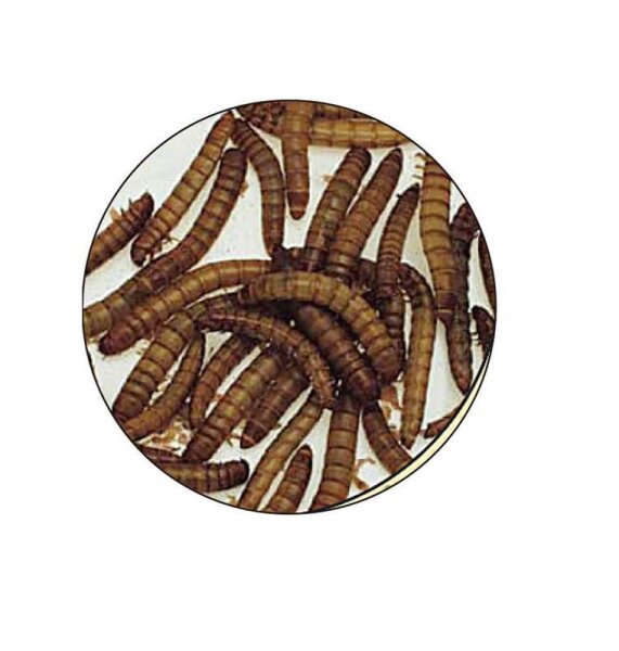 Mehlwürmer 1kg (Lebendköder - Lagertemperatur um 10°C) PALADIN