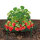 Erdbeer-Reifer 5er Kunststoff ca.30x9cm