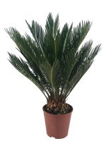 Cycas revoluta - Japanischer Sagopalmfarn 14er...