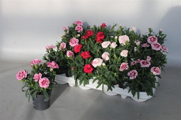 Dianthus mixed - Nelken 7er Topf//Höhe 15cm
