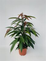 Ficus binnendijkii Amstel King - Schmalblättriger...