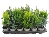 Conifers mixed - Koniferen Mischung 9er Topf//Höhe 20cm