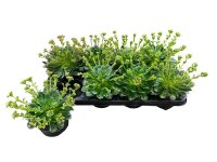 Lewisia Mountain Dreams mixed - Bitterwurz 13er...