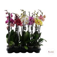 Orchidee Phalaenopsis 12er Topf//Höhe 65cm 5 versch. Fb