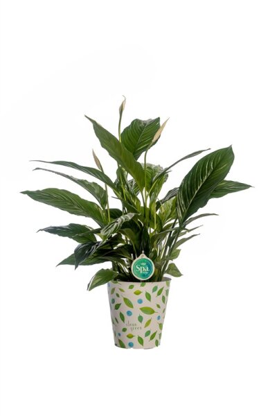 Spathiphyllum Vivaldi - Einblatt 17er Topf//Höhe 70cm