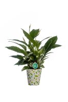 Spathiphyllum Vivaldi - Einblatt 17er Topf//Höhe 70cm