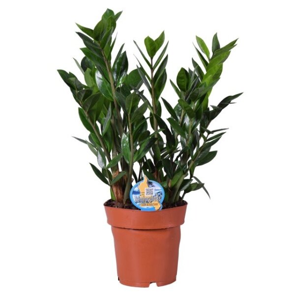 Zamioculcas zamiifolia - Glücksfeder 17er Topf//Höhe 55cm