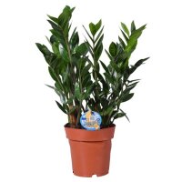 Zamioculcas zamiifolia - Glücksfeder 17er...