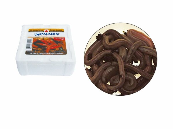 Baby-Tauwürmer ca. 18 Stück Thermo abgepackt (Lebendköder - Lagertemperatur ca. 2°C) PALADIN