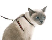 Katzengeschirr mit Halsband und Leine im Set
